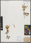 Foto von Salix triandra subsp. amygdalina (L.) Schübl. & G. Martens